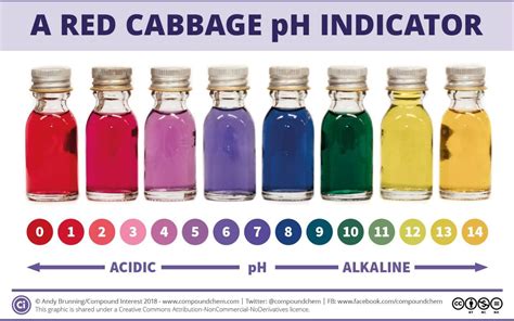 Red Cabbage Ph Indicator Solution Acidic Lemon Juice Red Alkali Sodium Bicarbonate Blue And Neutral Water Purple Stock Photo Alamy