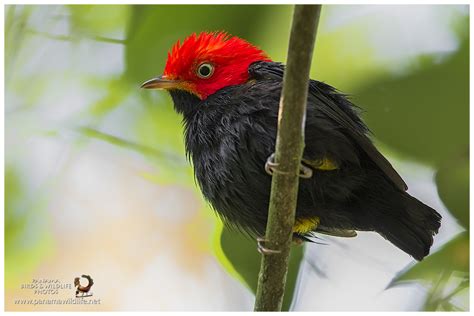 Red Capped Manakin: Discover Their Unique Behaviors and Habitat