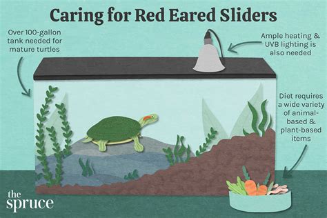 Red Eared Slider Care Guidelines Faunalicious