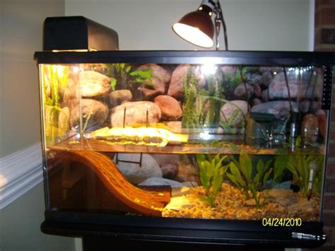 Red Eared Slider Tank Setup Jacob S Reptile Info