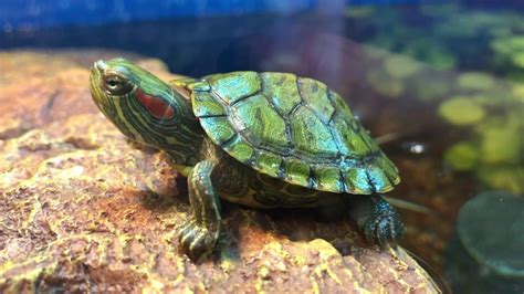 Red Eared Slider Turtle Ubicaciondepersonas Cdmx Gob Mx