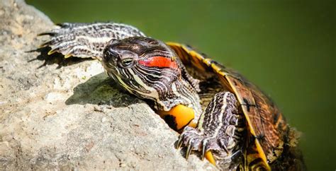 5 Red Eared Turtle Care Tips
