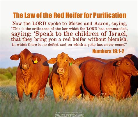 Red Heifer Bible Verse Revelation