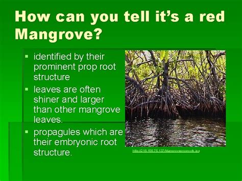Red Mangrove By Amberle Vasey General Information 16 Families And 20