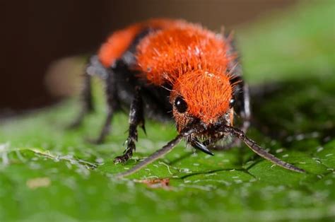 Red Velvet Ant Species Profile Facts Insectic