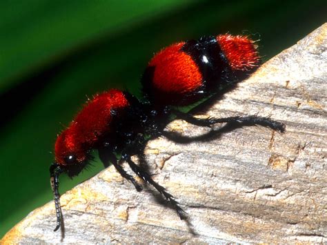 5 Facts Red Velvet Ant