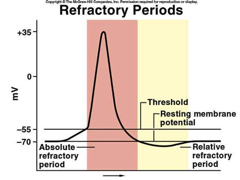 Relative Refractory Period The Nerve Impulse