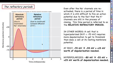 5 Refractory Period Facts