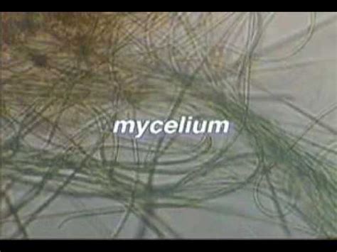 Resource Log Apologia Biology Module 4