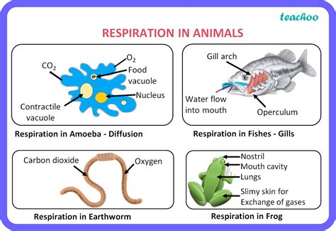 Respiration In Animals Biology Class 10 Life Processes Respiration In Animals Biology Class 10 Life Processes