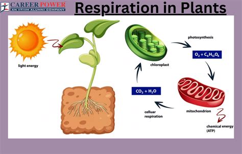 Plant Respiration Process Explained
