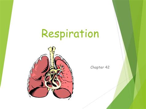 Respiration Ppt Download