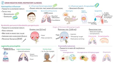Respiratory System Respiratory Illnesses Gram Negative Rods Ditki