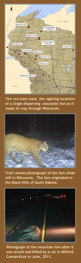 Return Of The American Lion Taking Action May Pave The Way To The Midwest And East Mountain Lion Foundation Return Of The American Lion Taking Action May Pave The Way To The Midwest And East Mountain Lion Foundation