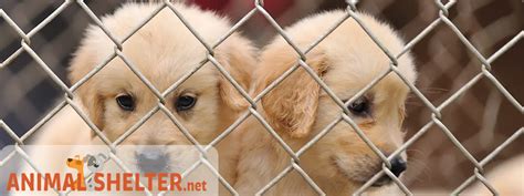 Richland County Dog Pound In Mansfield Oh Richland County Dog Pound In Mansfield Oh