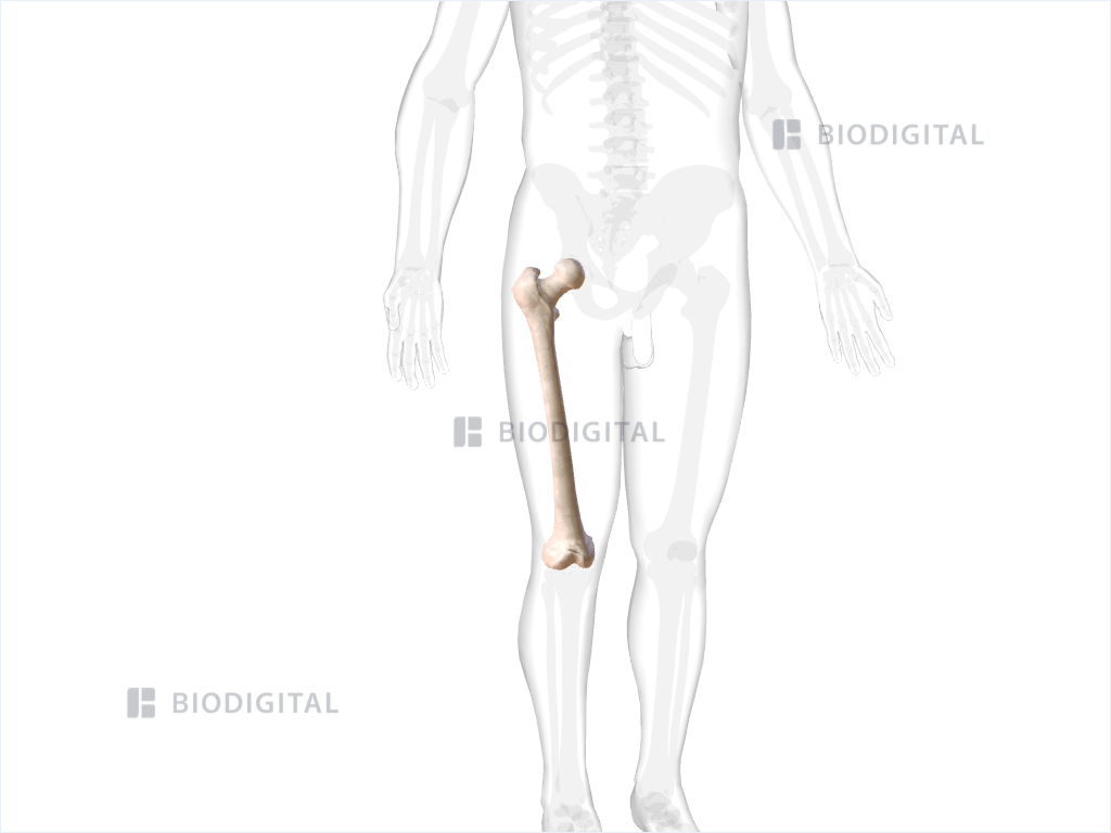 Right Corrugator Supercilii Biodigital Anatomy