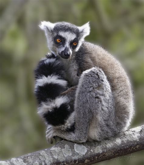 Ring Tailed Lemur Liz S World