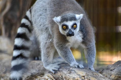 Ringtail Lemur