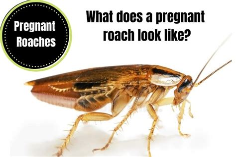 Roach War Ii Update This Is A Pregnant Female German Roach