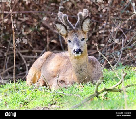 Roe Deer Buck Uk Stock Photo Alamy Roe Deer Buck Uk Stock Photo Alamy