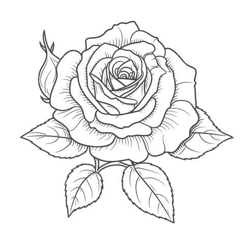 Rose On A White Background With A Drawn Outline Sketch Drawing Vector