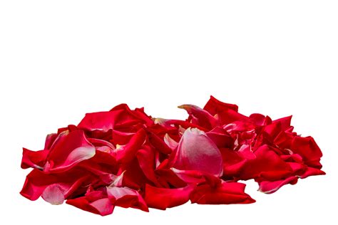 Rose Petals Photos Download The Best Free Rose Petals Stock Photos Amp Hd Images