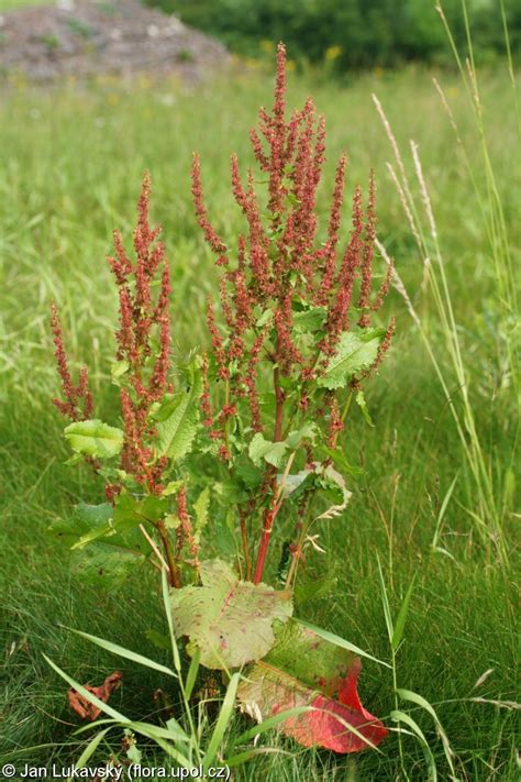 Discover Rumex: Ancient Healing Secrets Unveiled