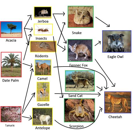 Sahara Desert Food Web