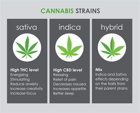 Sativa Vs Indica Vs Hybrid Cannabis