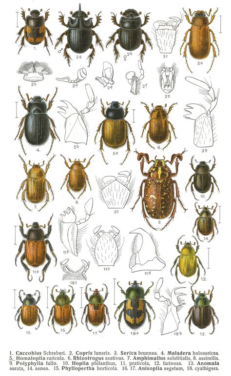 Scarabaeidae Beetles In The Bush