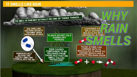 Scent of Rain Petrichor Fragrance