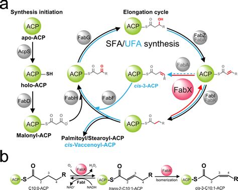 Schematic Diagram Of Fatty Acid Biosynthesis In H Pylori A The Sfa