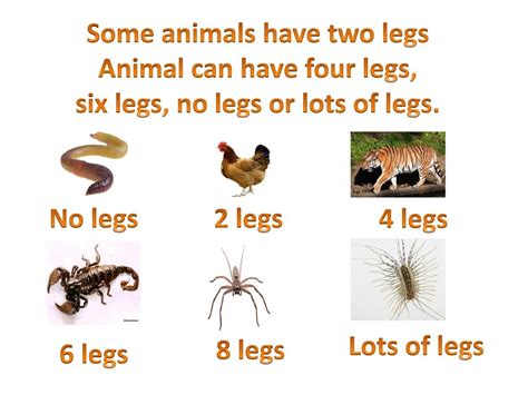 Science Animals With Six Legs Science Animals With Six Legs
