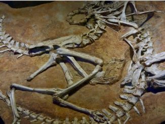 Science Online The Types Of The Fossils And The Ways Of Formation