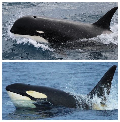 Scientists Discover Different Kind Of Killer Whale Off Chile Nbc Los Angeles