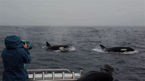 Scientists Record Orcas Hunting And Killing An Adult Blue Whale For The First Time Cnn