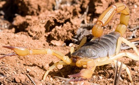 Scorpions In Colorado Where They Live And How Often They Sting A Z Scorpions In Colorado Where They Live And How Often They Sting A Z