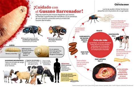Se Puede Comer Carne De Animales Infectados Por El Gusano Barrenador Se Puede Comer Carne De Animales Infectados Por El Gusano Barrenador