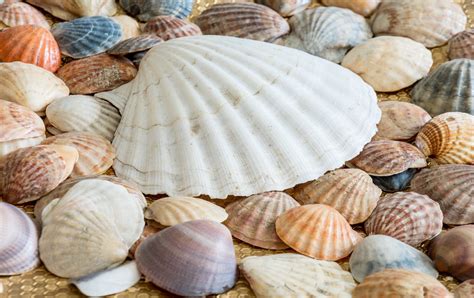 Sea Shells Free Photo On Pixabay Sea Shells Free Photo On Pixabay