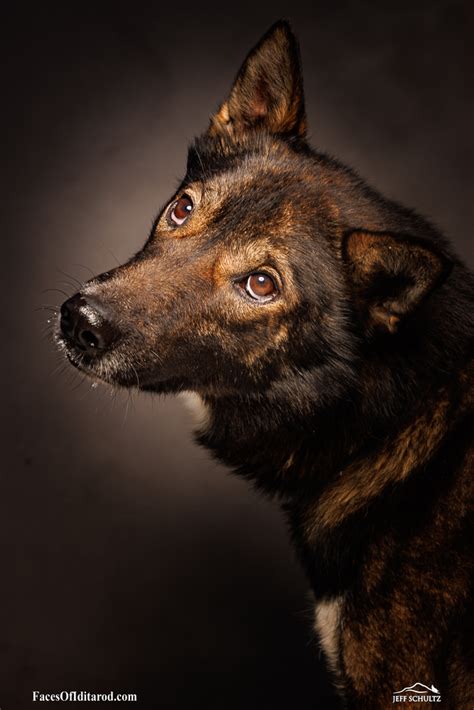 Seabiscuit Faces Of Iditarod