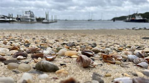 Seashells On Long Island Sound Beach Stock Image Image Of Seashell