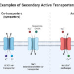 Secondary Consumer Examples