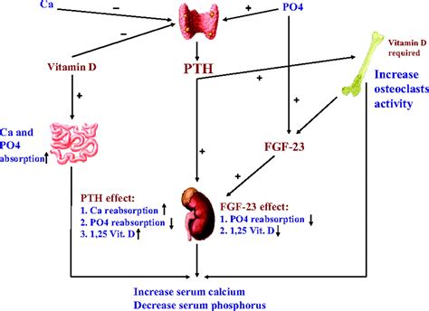 Secondary Hyperparathyroidism Pathophysiology And Treatment American