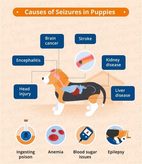 Seizures In Puppies Causes Symptoms Canna Pet