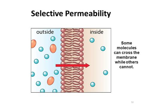 Selective Permeability Definition Explained: What You Need to Know