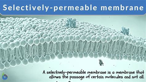 5 Ways Membranes Work