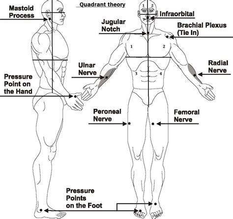 Self Defence Pressure Point Chart Self Defence Pressure Point Chart