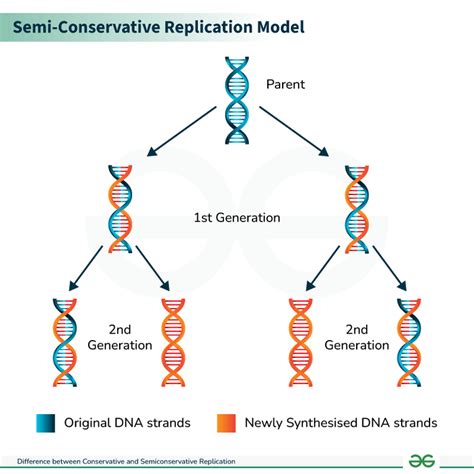 Semi Conservative Replication Explained