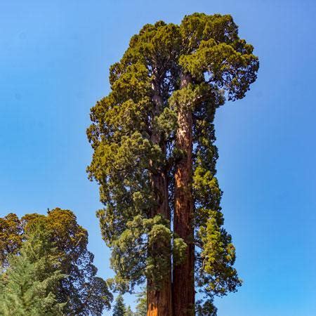 Sequoia Trees For Sale Fastgrowingtrees Com Sequoia Trees For Sale Fastgrowingtrees Com