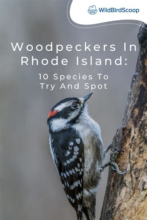 Seven Types Of Woodpeckers Found In Rhode Island Nature Blog Network